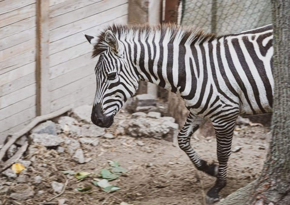 Zebra Riko, cel mai nou locuitor al Grădinii zoologice “Ion Crișan”!