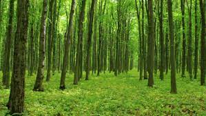 100 milioane de euro pentru regenerarea pădurilor aprobate de Comisia Europeană