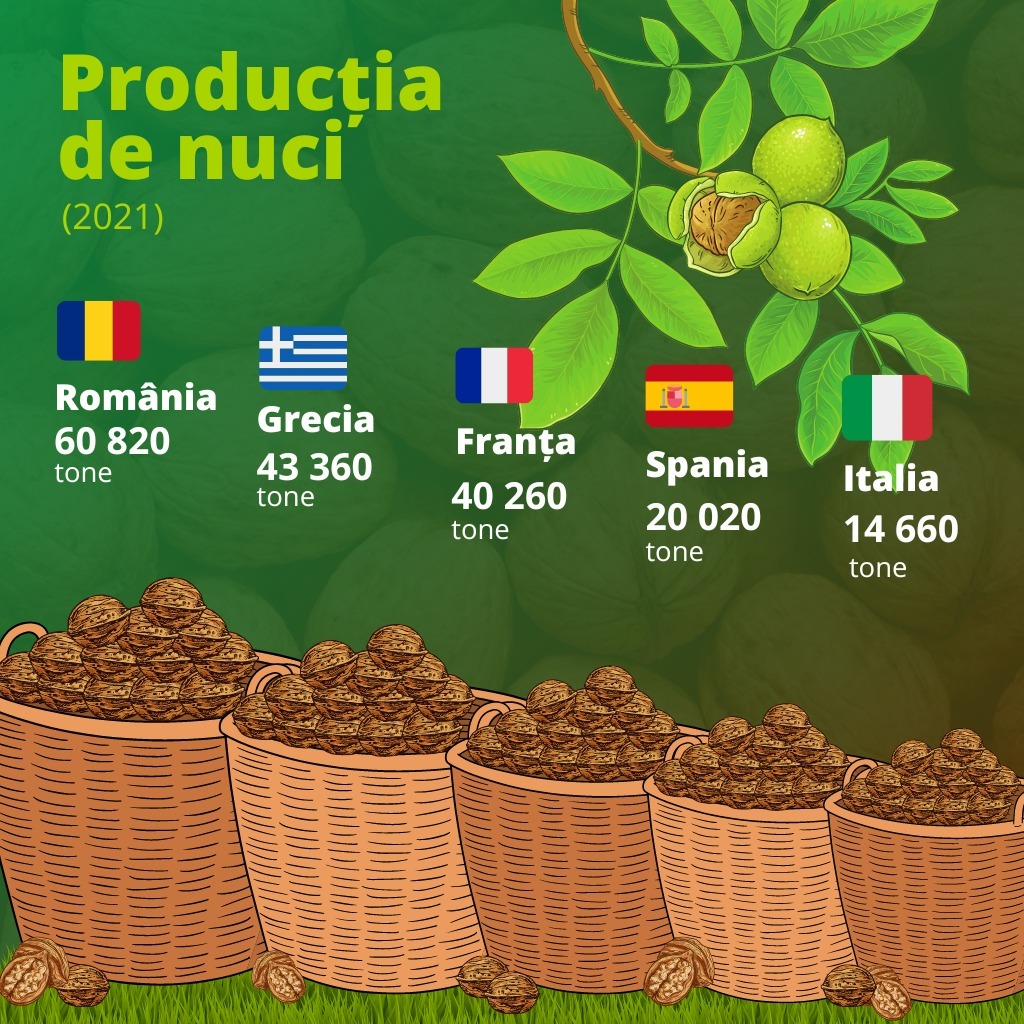 România este cel mai mare producător de nuci din Uniunea Europeană, conform Eurostat!