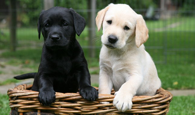 Ziua Internaţională a Câinelui a fost instituită la 26 august pentru a aduce un omagiu patrupedelor care ne sunt mereu alături