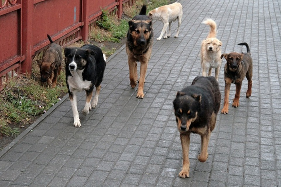 Sunt sau nu o problemă câinii vagabonzi în Reșița!?