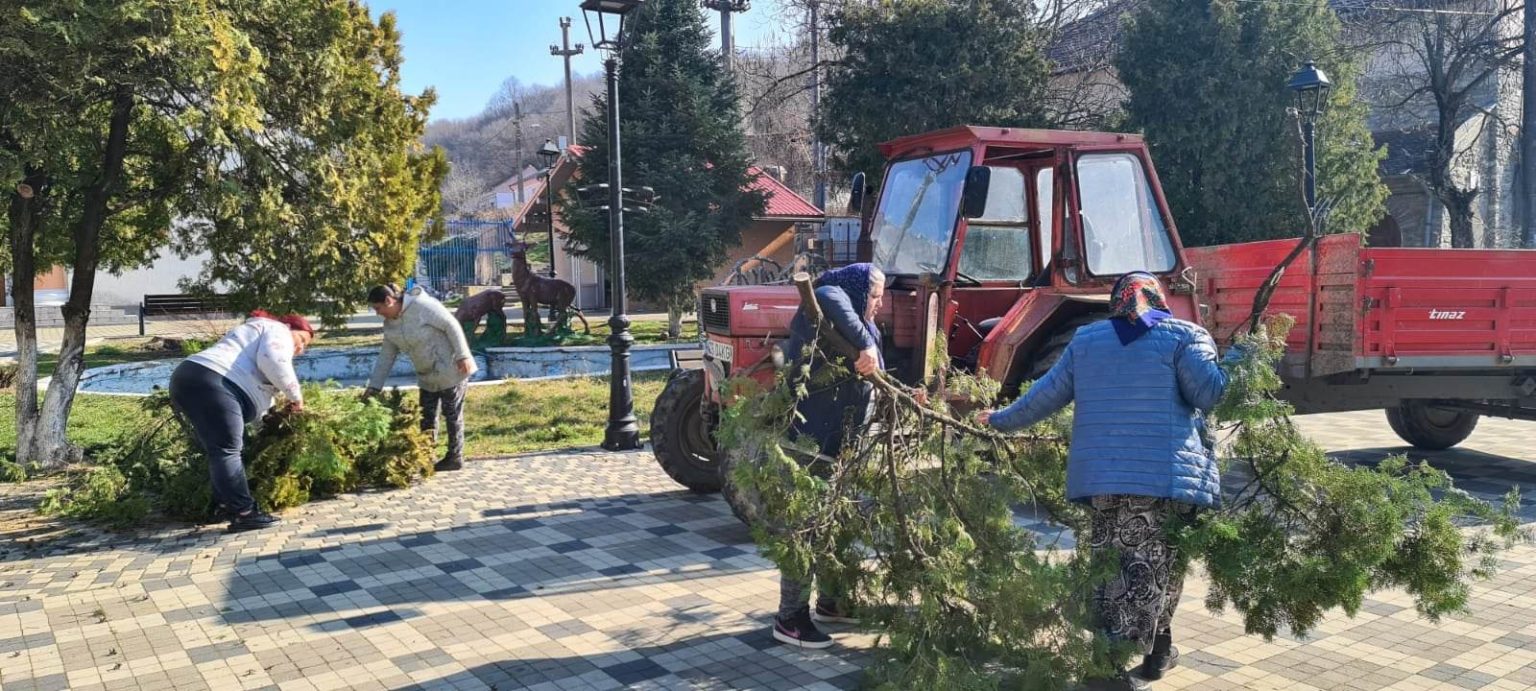 La Moldova Nouă a început toaletarea arborilor din oraș