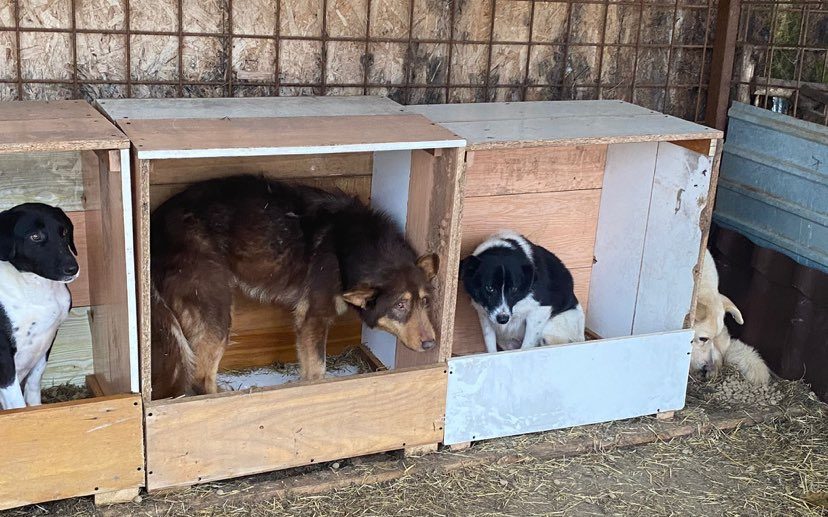 Un nou târg de adopții pentru câinii fără stăpân la Moldova Nouă