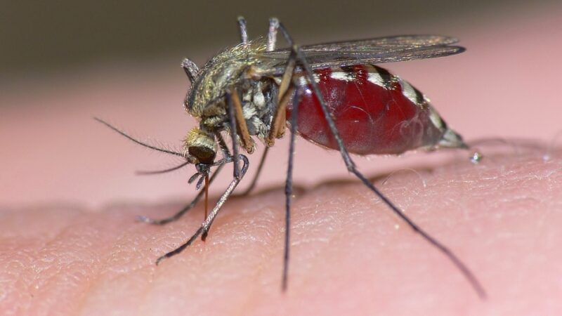 Cum scăpăm de țânțari cu doar câteva ingrediente pe care le avem în casă?