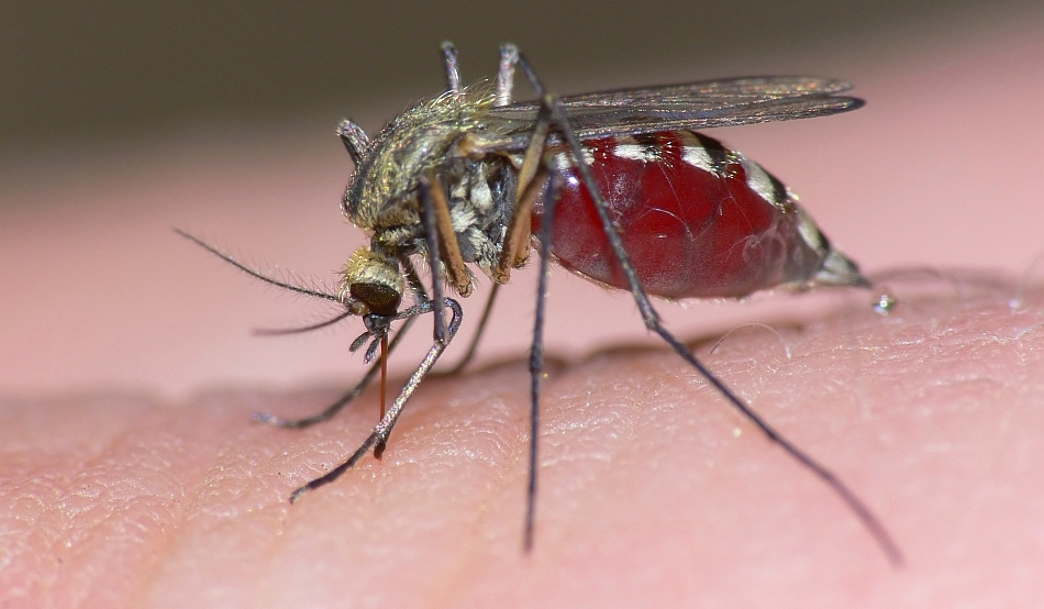 Cum scăpăm de țânțari cu doar câteva ingrediente pe care le avem în casă?