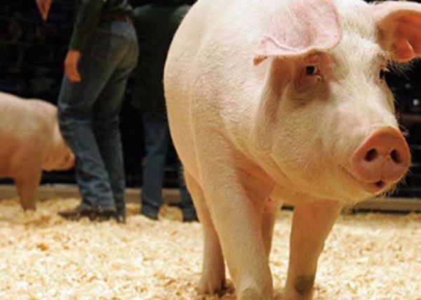 ANSVSA susține tradiția creșterii porcului în țara noastră, sacrificarea și comercializarea acestora nu va fi interzisă